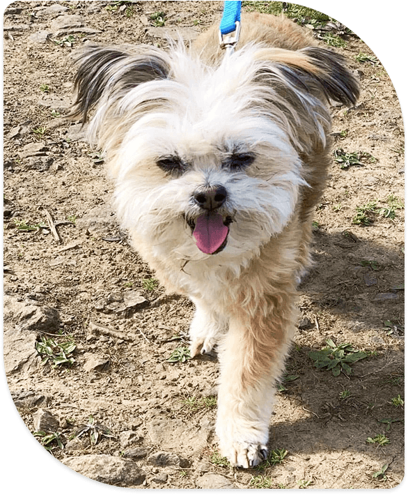 A senior dog relaxing at Silver Linings ranch