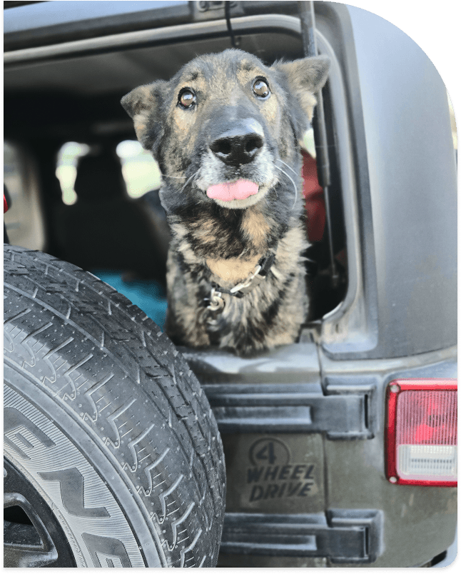 Senior dog sitting in the back of a vehicle