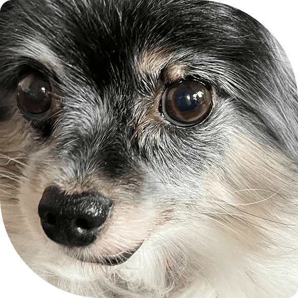 A small dogs face