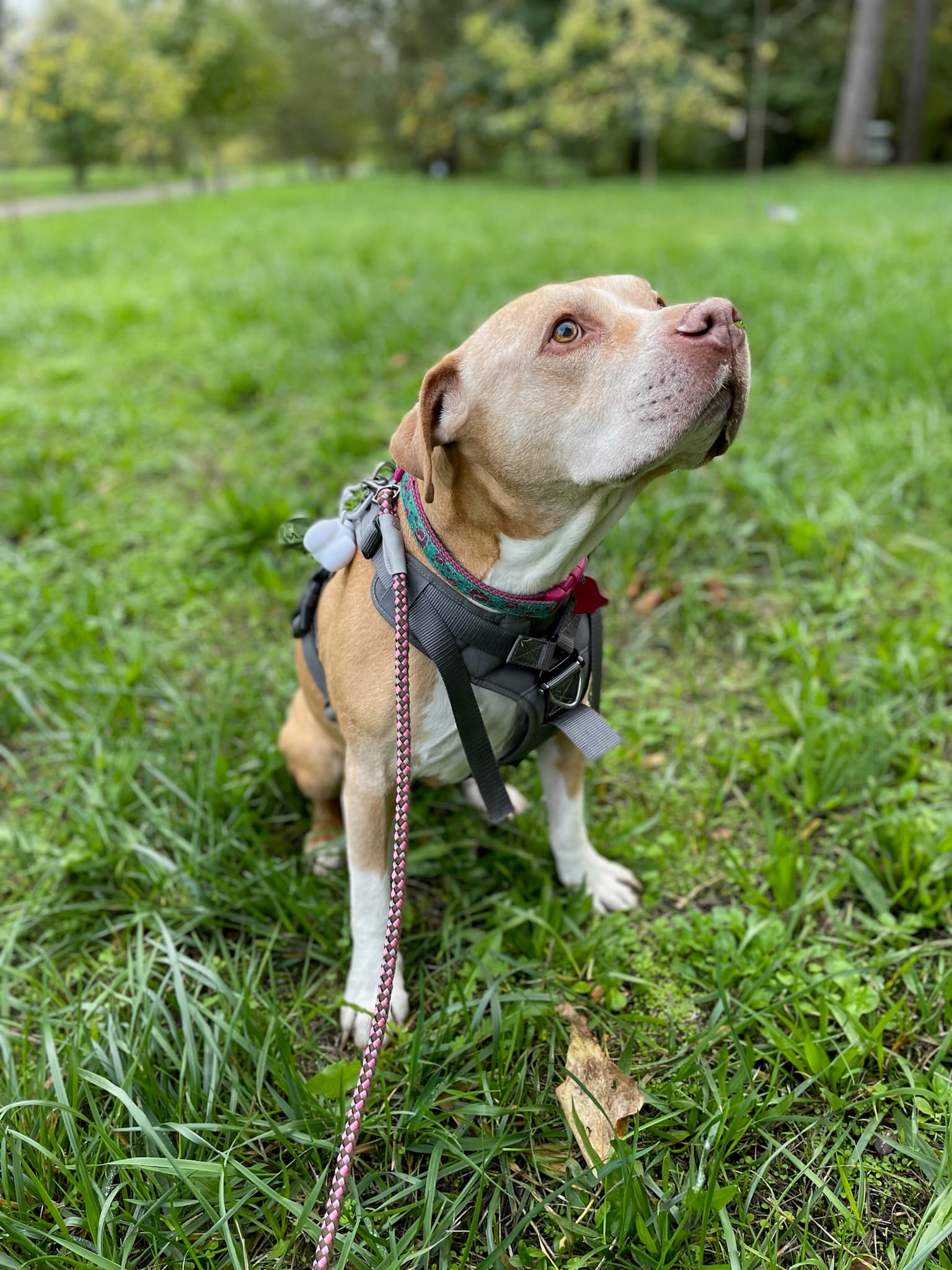 A senior dog enjoying a comfortable life at the ranch