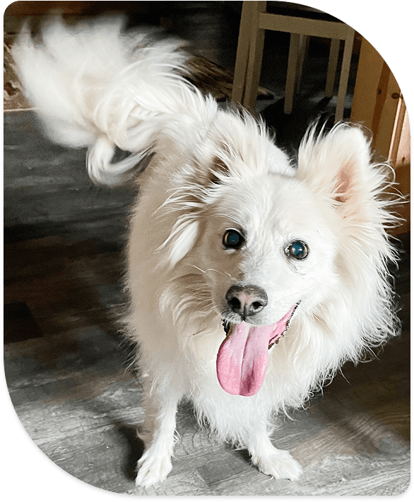 A senior dog waiting for a loving home