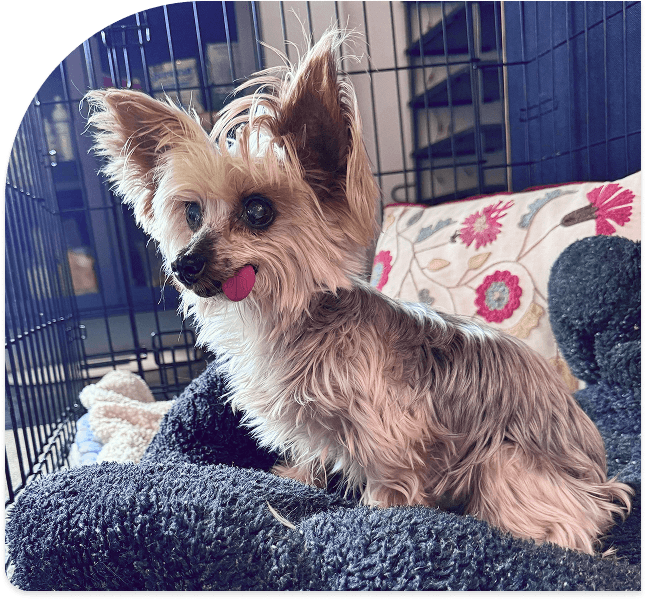 A happy senior dog ready for adoption