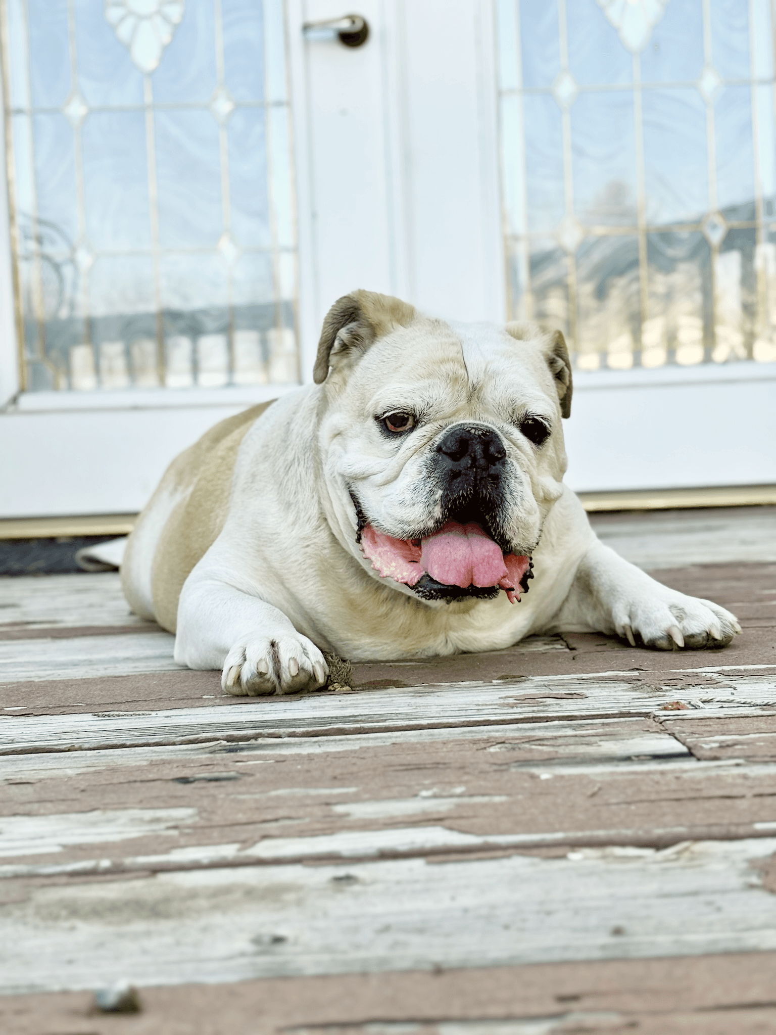 Senior dogs at Silver Linings Rescue Ranch