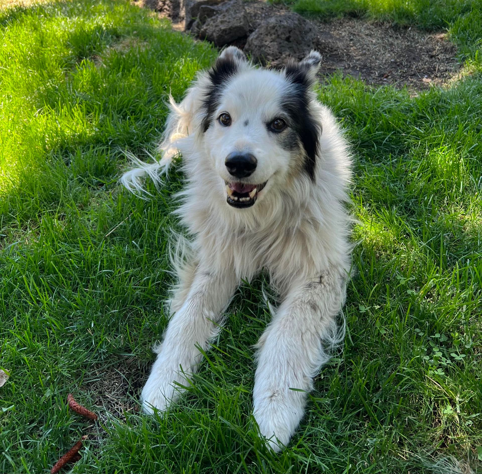 Years of rescuing senior dogs