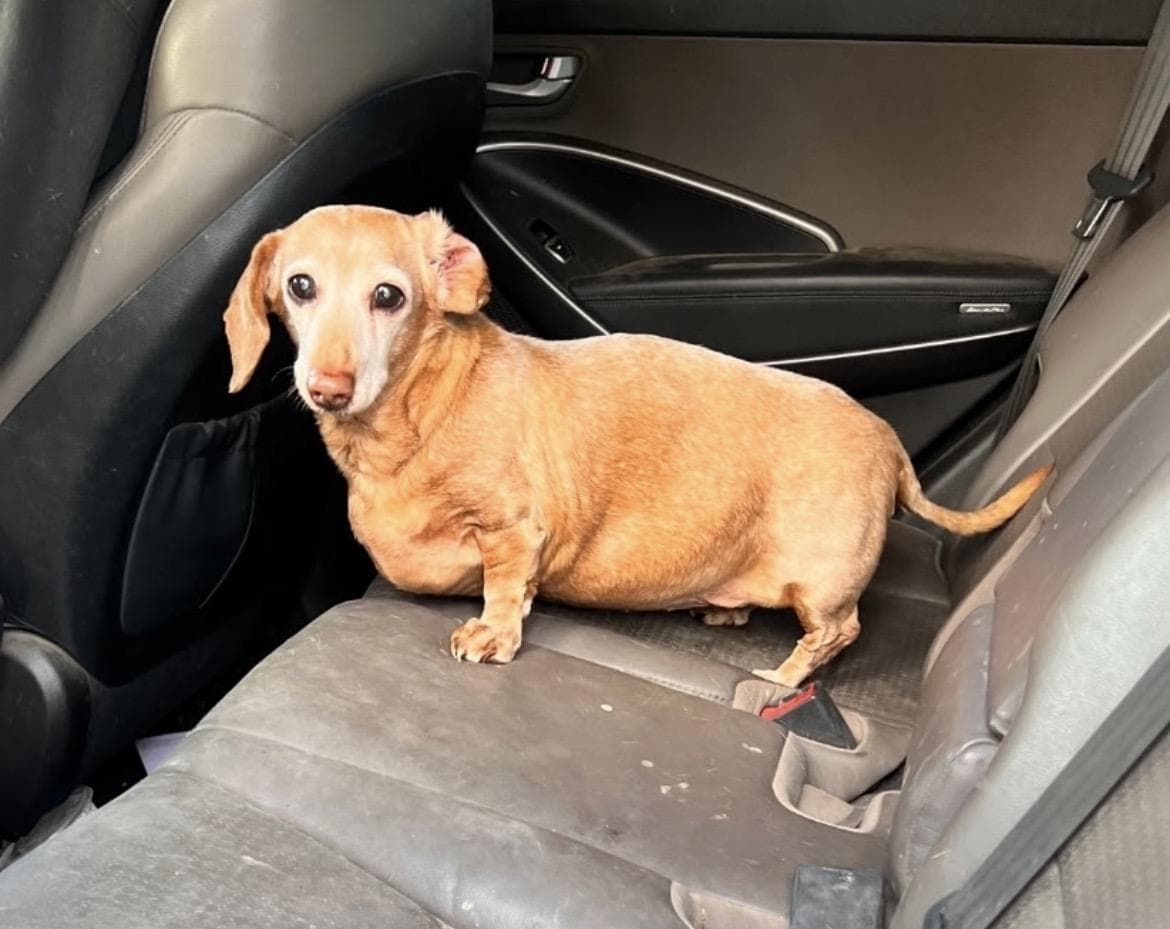 Peaches, Miniature Dachshund