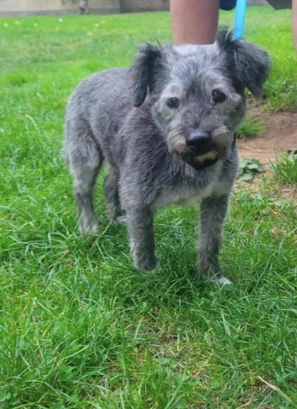 Jack, Miniature Schnauzer