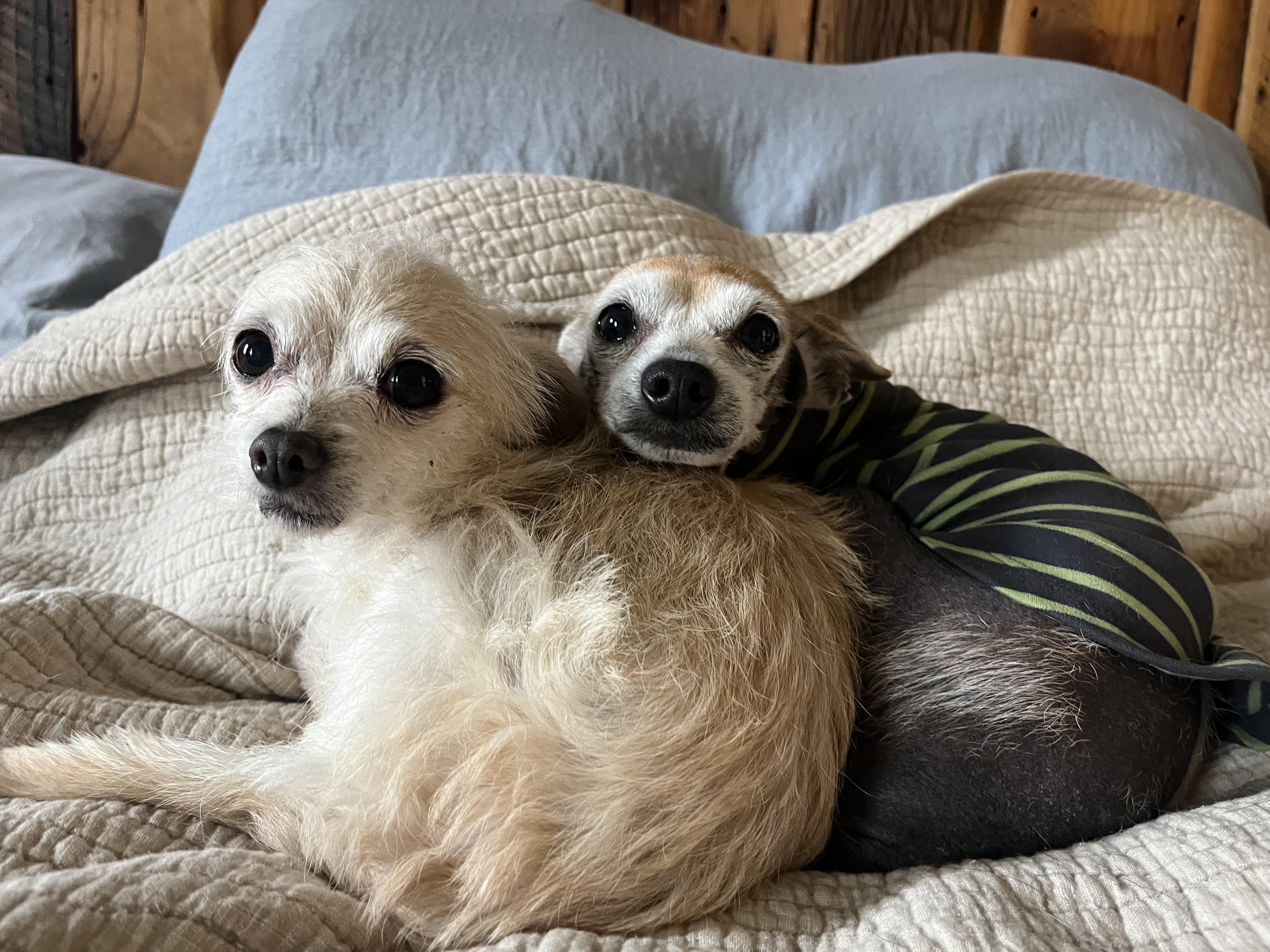 Gertie & Tilly, Chihuahua & Cairn Terrier Mix