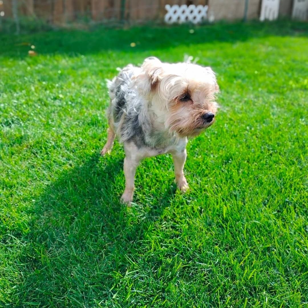 Patrick, Yorkshire Terrier