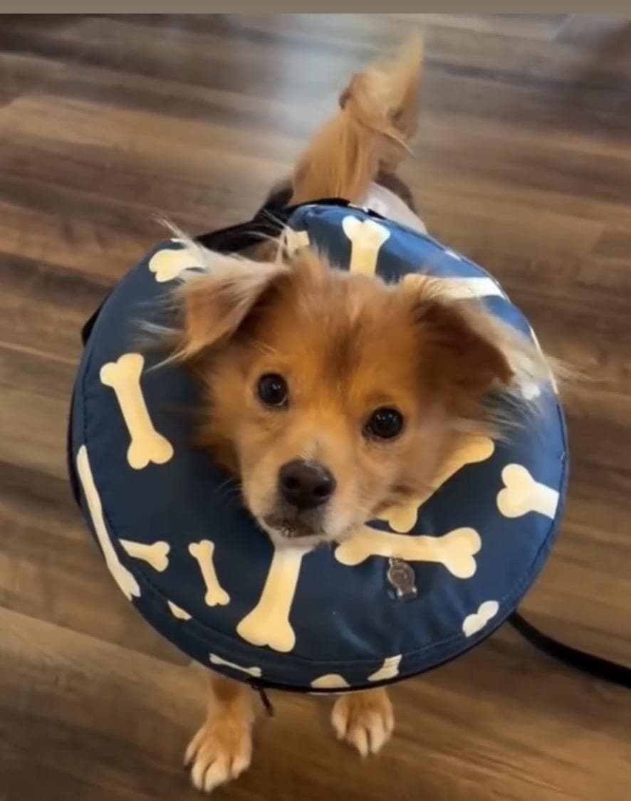 Teddy, Pomeranian & English Cocker Spaniel Mix