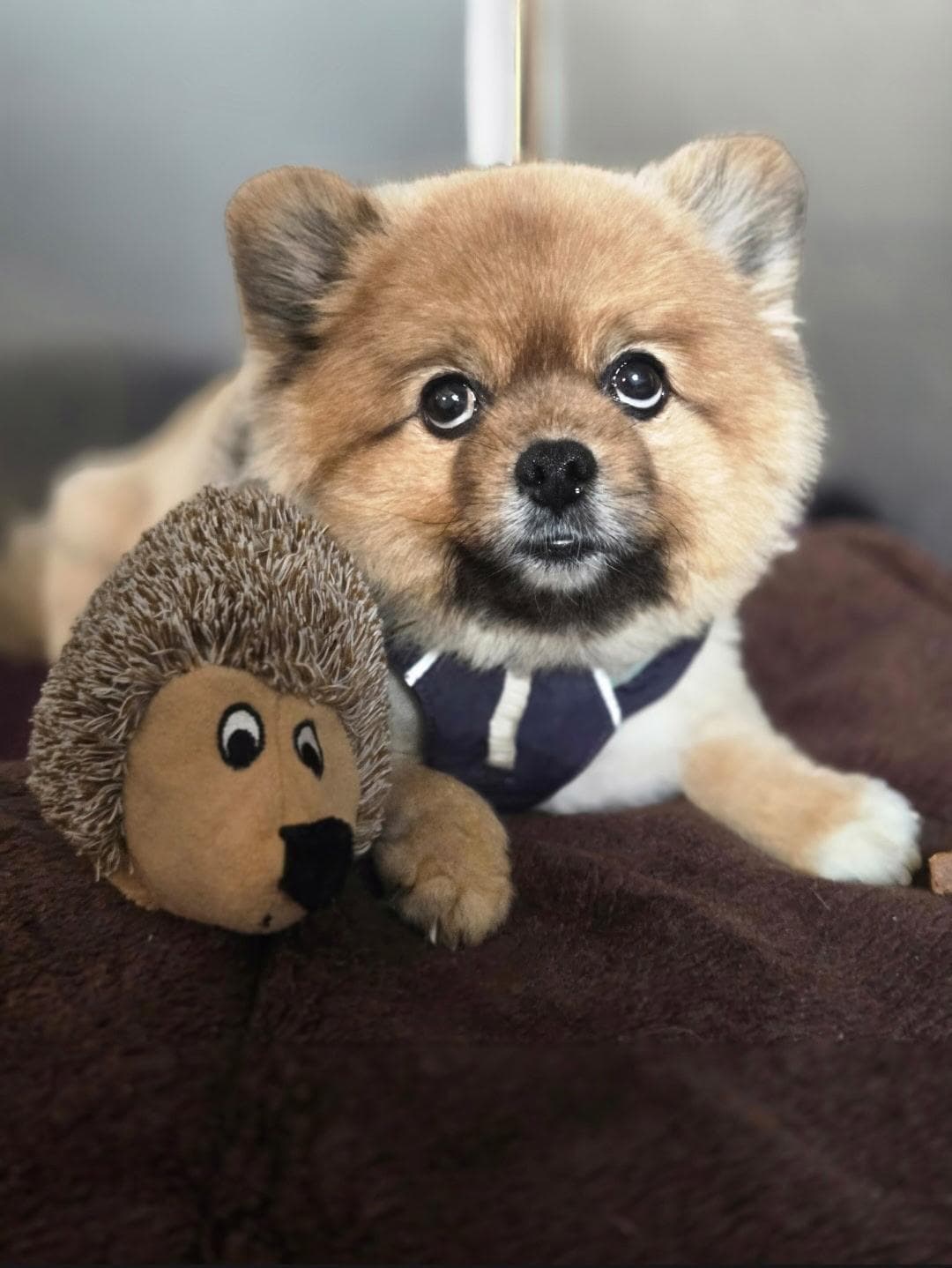 Duke, Pomeranian