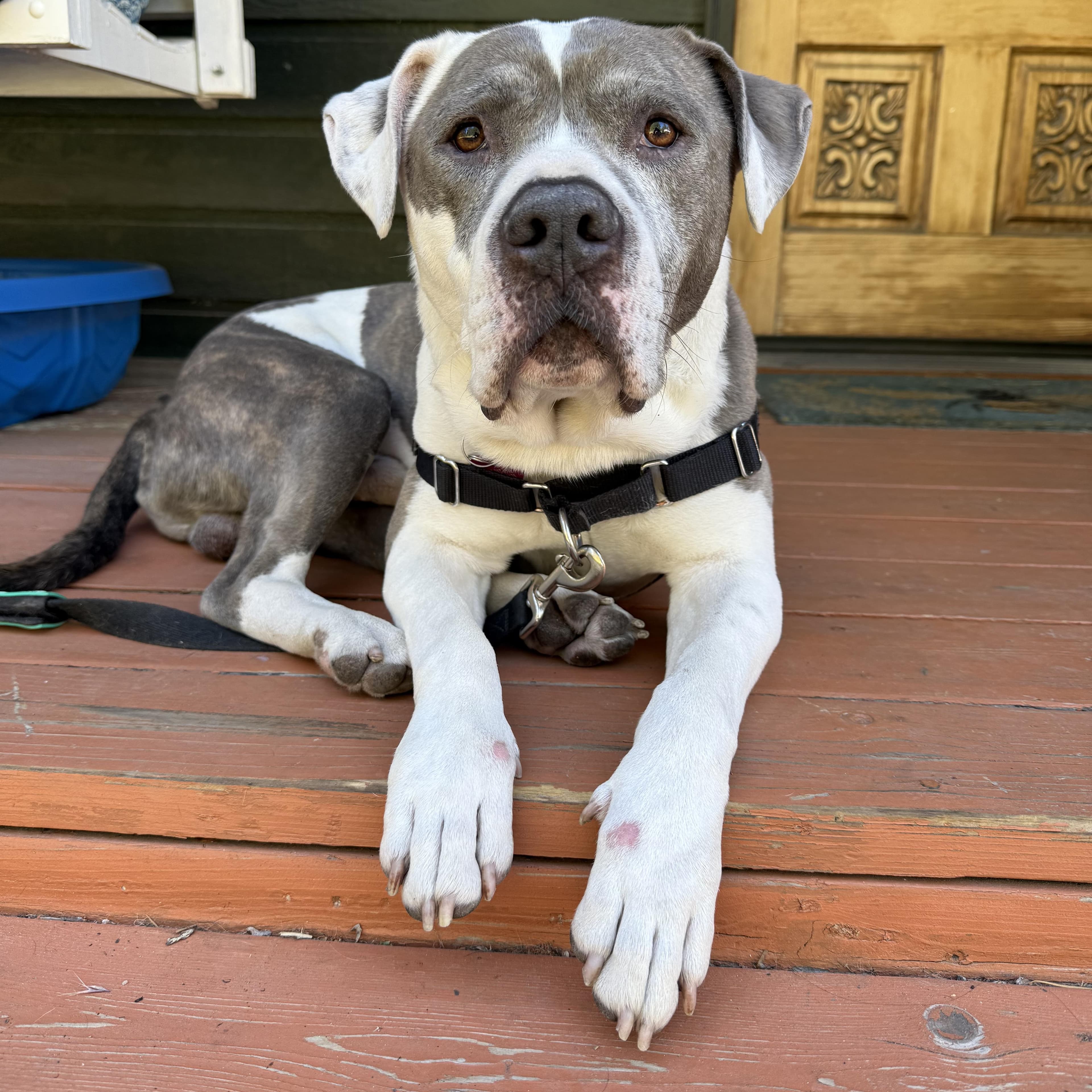 Jasper, American Bulldog & Pit Bull Terrier Mix