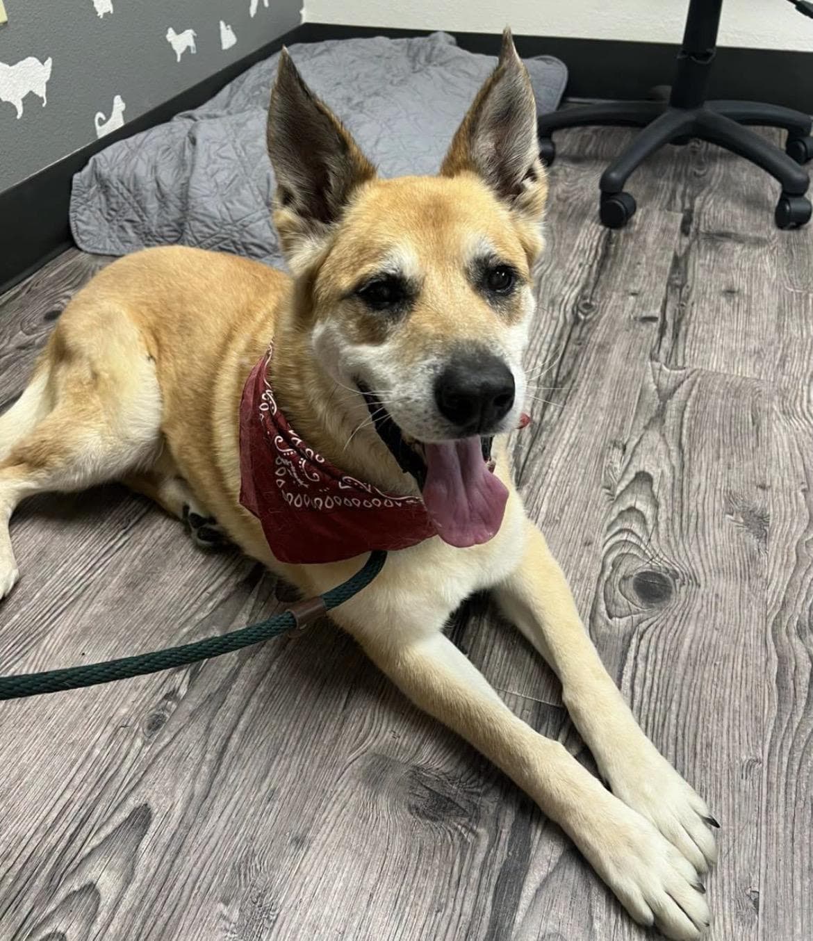 Lucas, German Shepherd Dog & Carolina Dog Mix