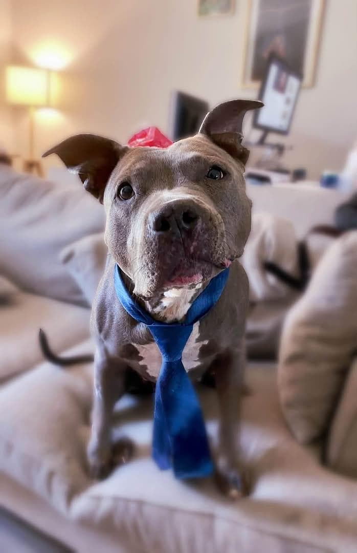 Gwen, Pit Bull Terrier