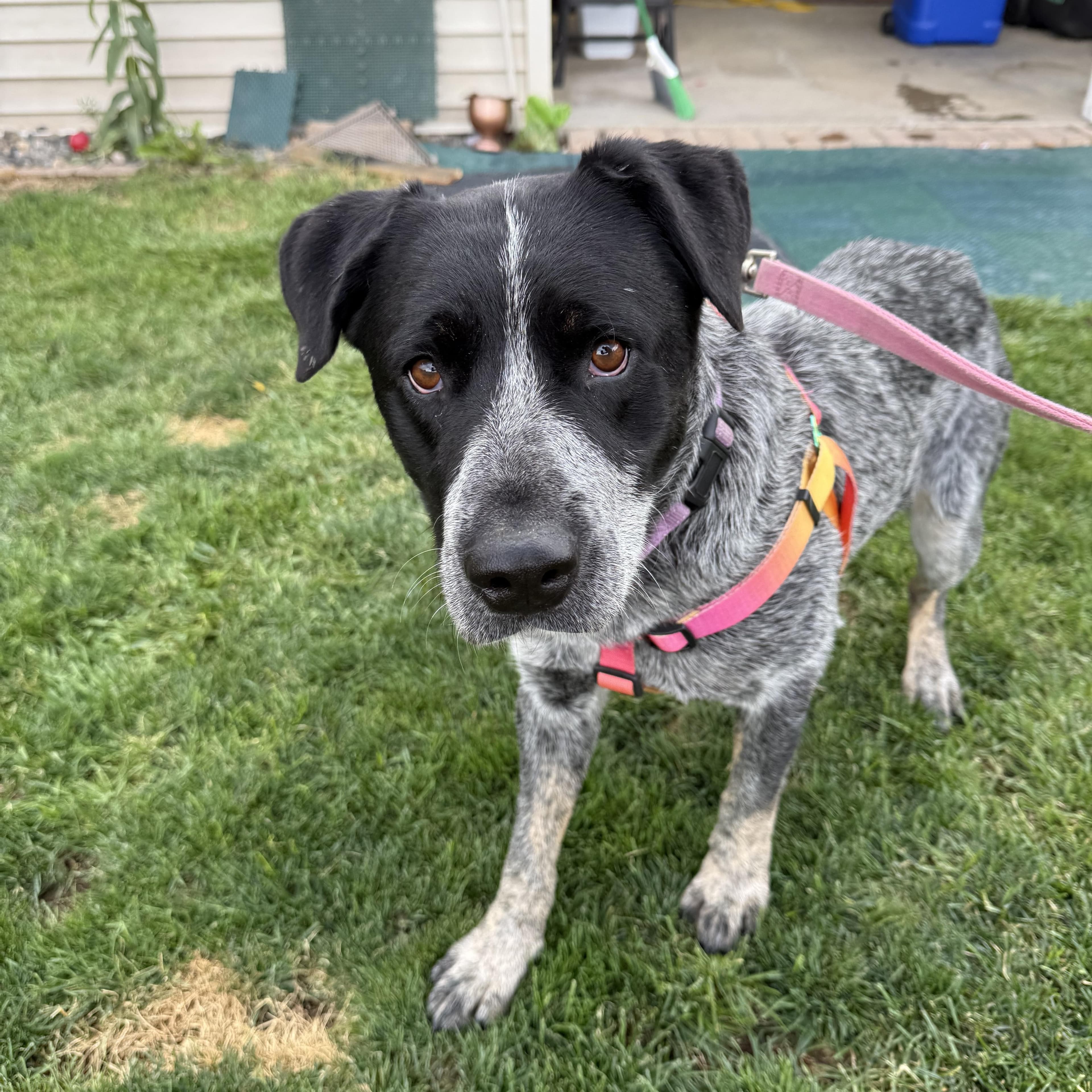 Elsie, Australian Cattle Dog / Blue Heeler
