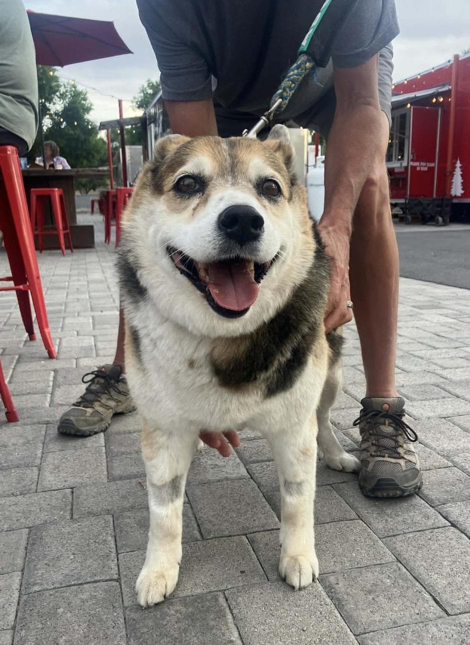 Mia, Shiba Inu