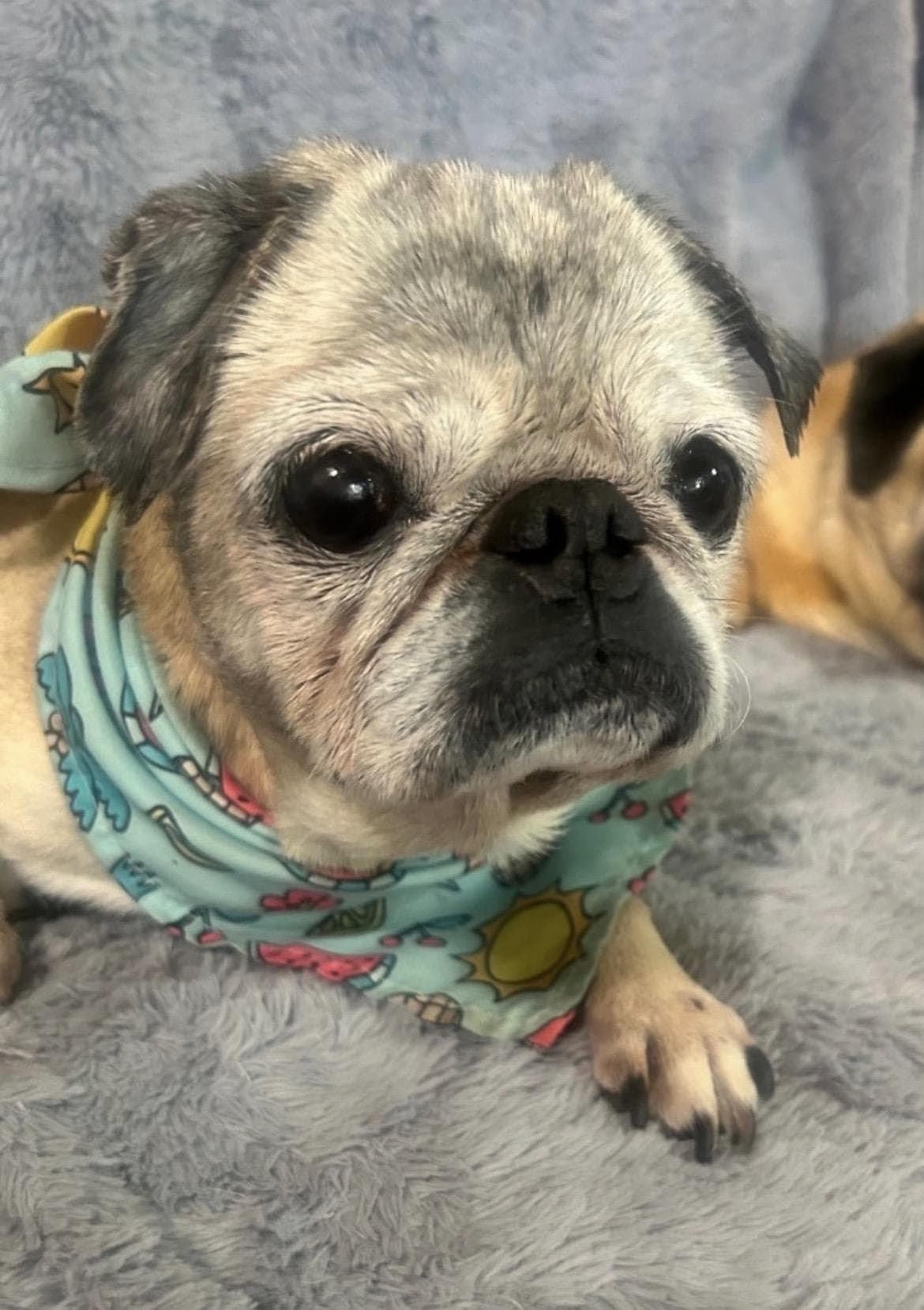 Sassy, Pug
