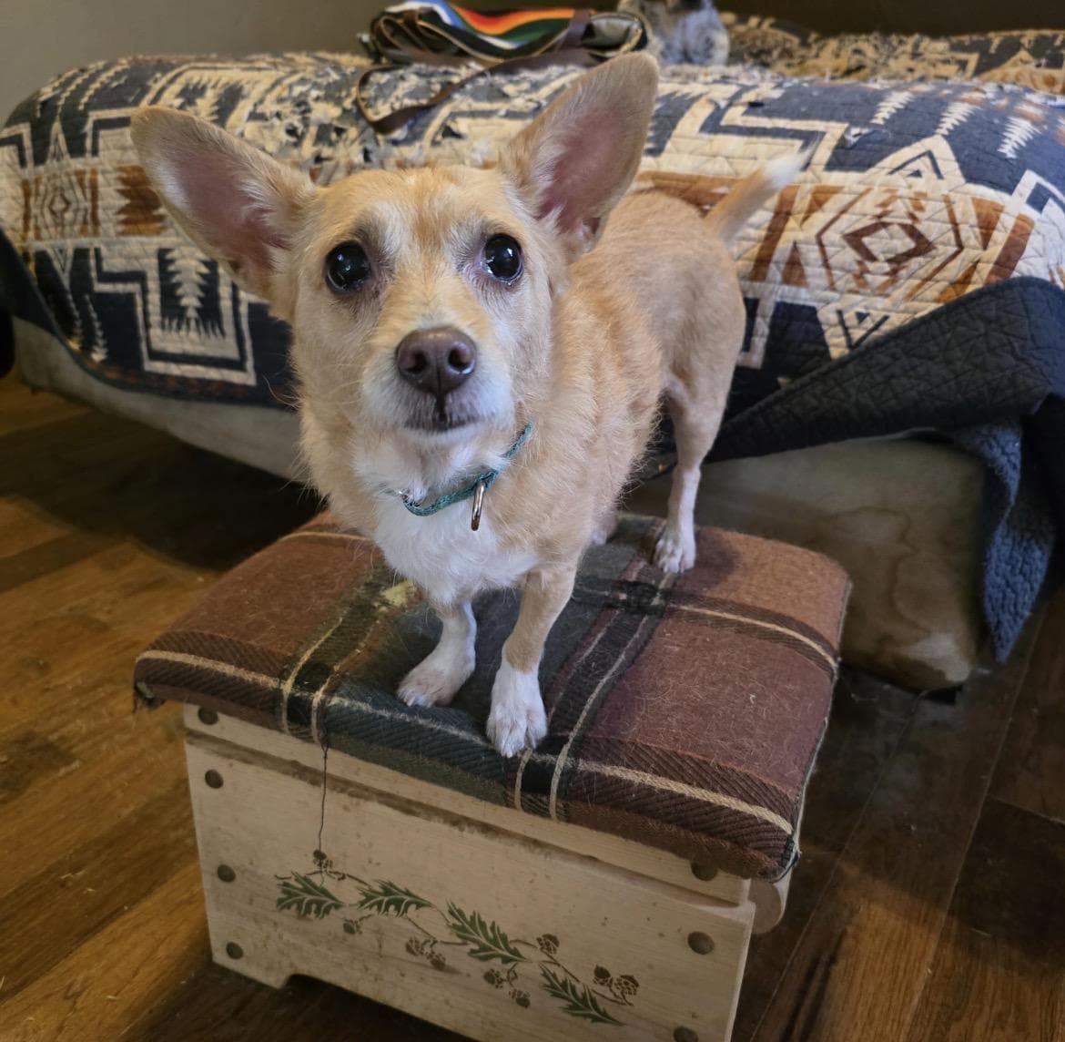 Lili, Chihuahua